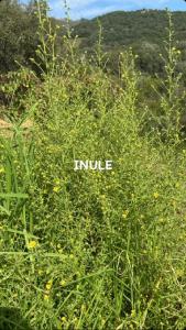 Campagne inule